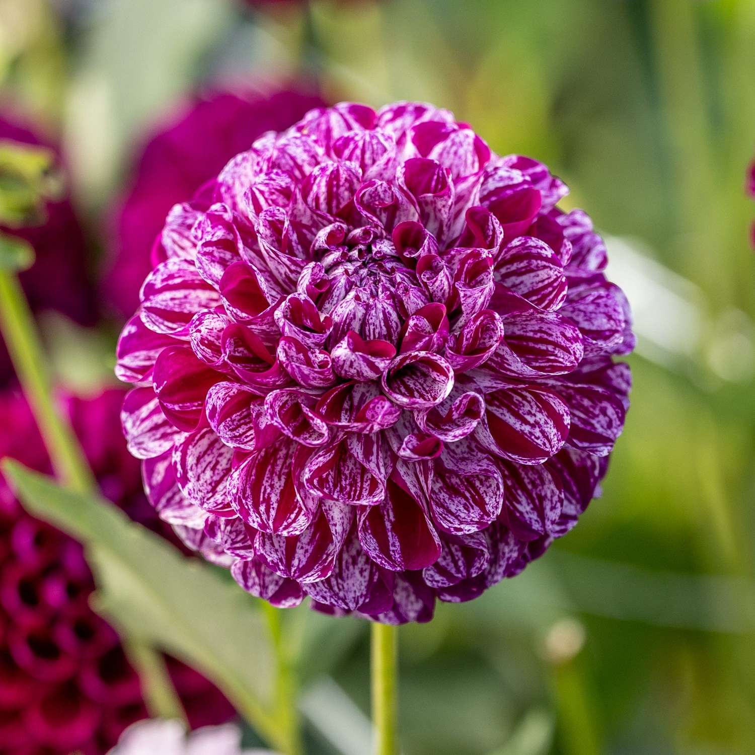 Dahlia 'Marble Ball'
